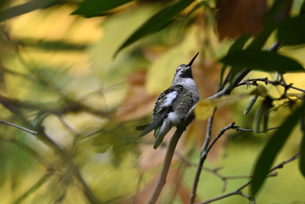 a small bird perched on a tree branch