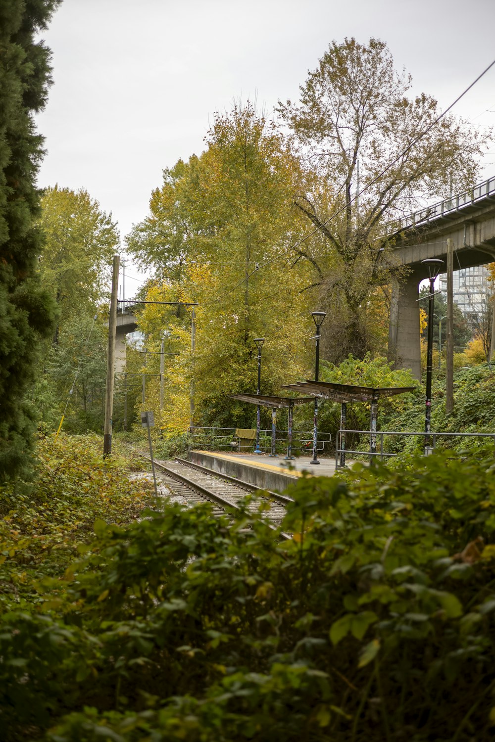 un treno che viaggia attraverso una foresta verde e lussureggiante