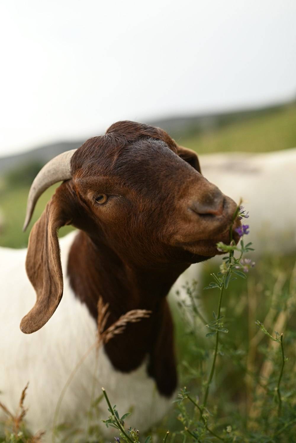 a brown and white goat standing in a lush green field