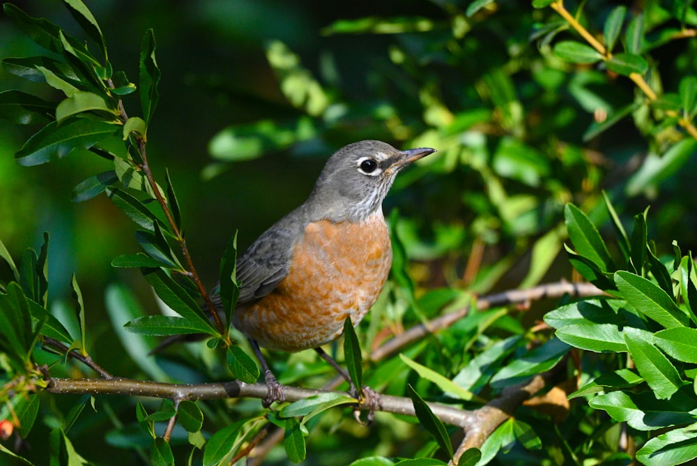 a small bird perched on top of a tree branch