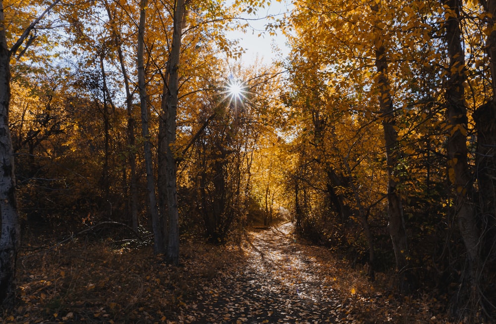 the sun shines through the trees in the forest