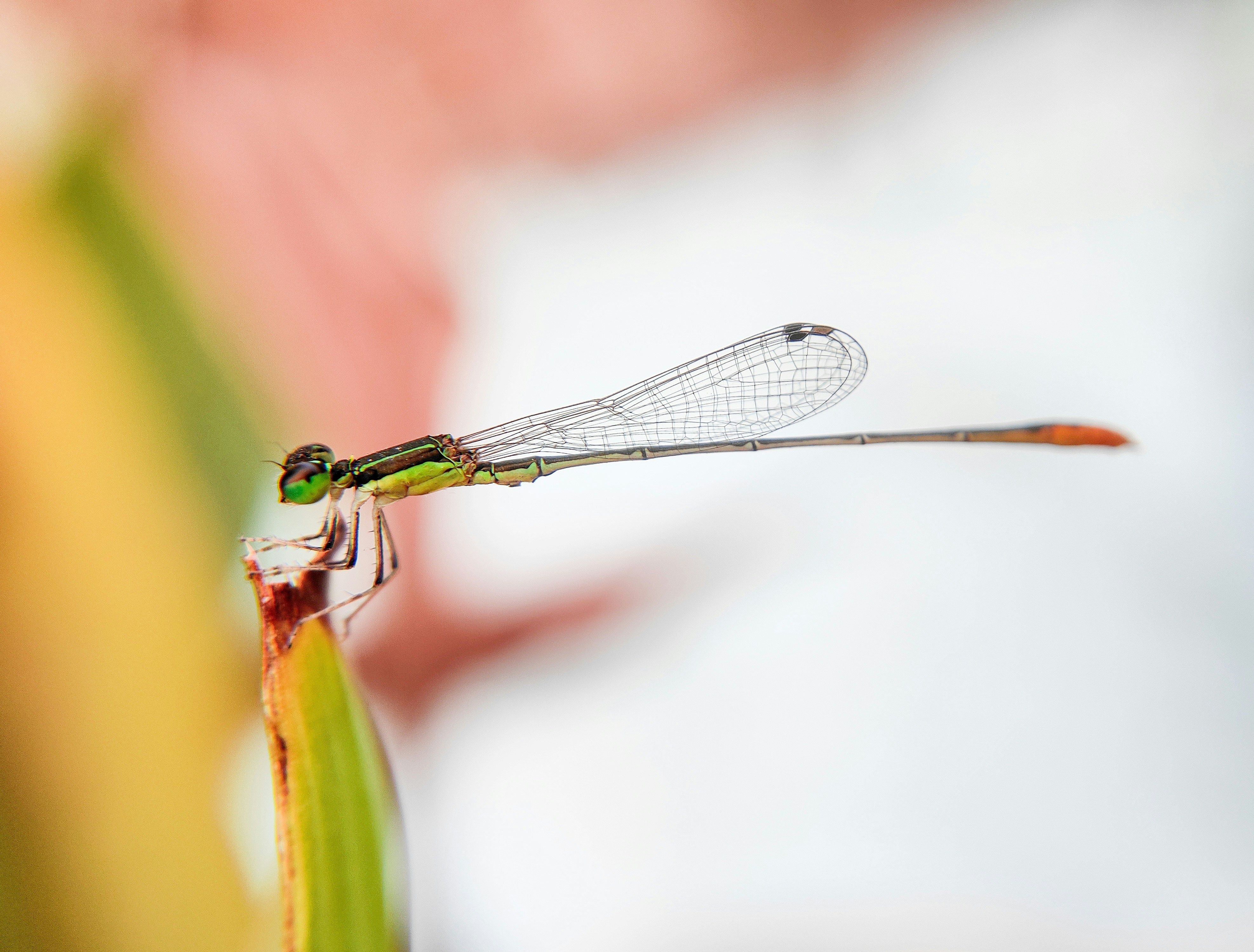 Photo by macrosam