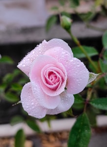 Rose Morning
