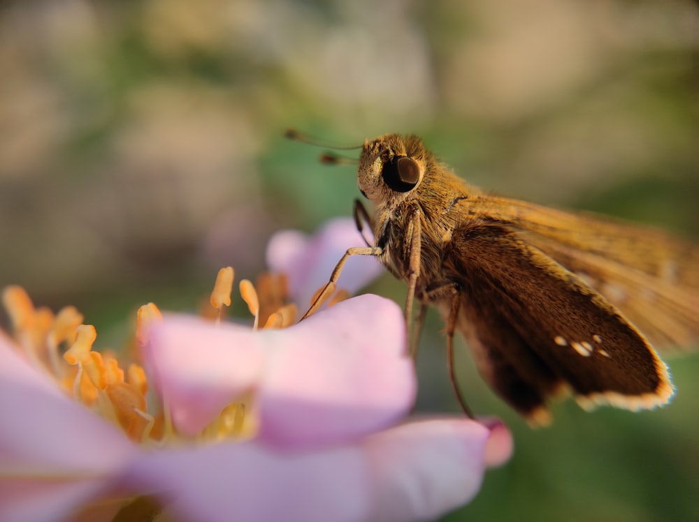 a close up of a moth on a flower