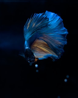 A graceful betta fish moves through dark water, showcasing its flowing fins with a gradient of blue and gold hues. The gentle lighting highlights the iridescent scales and delicate structure of the fins.