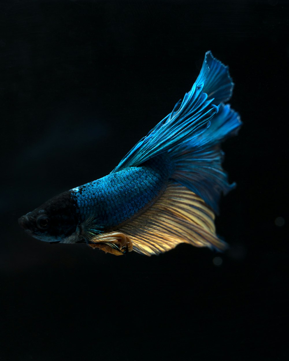 a blue siamese fish swimming in the dark