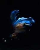 A close-up of a beautiful betta fish in motion.