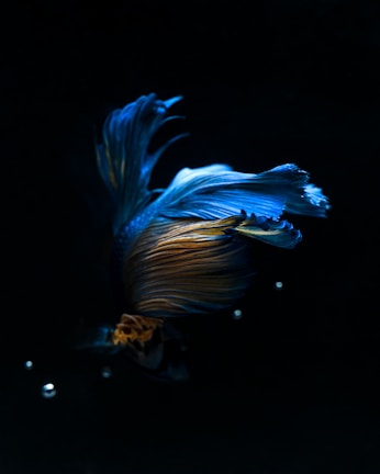 A close-up of a beautiful betta fish in motion.
