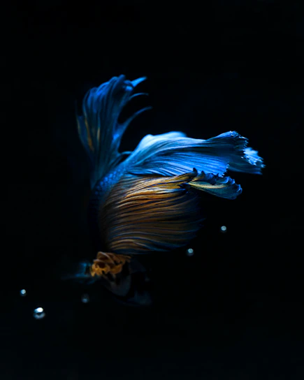 Close-up of a vibrant Betta fish with flowing fins in a dark blue aquarium.