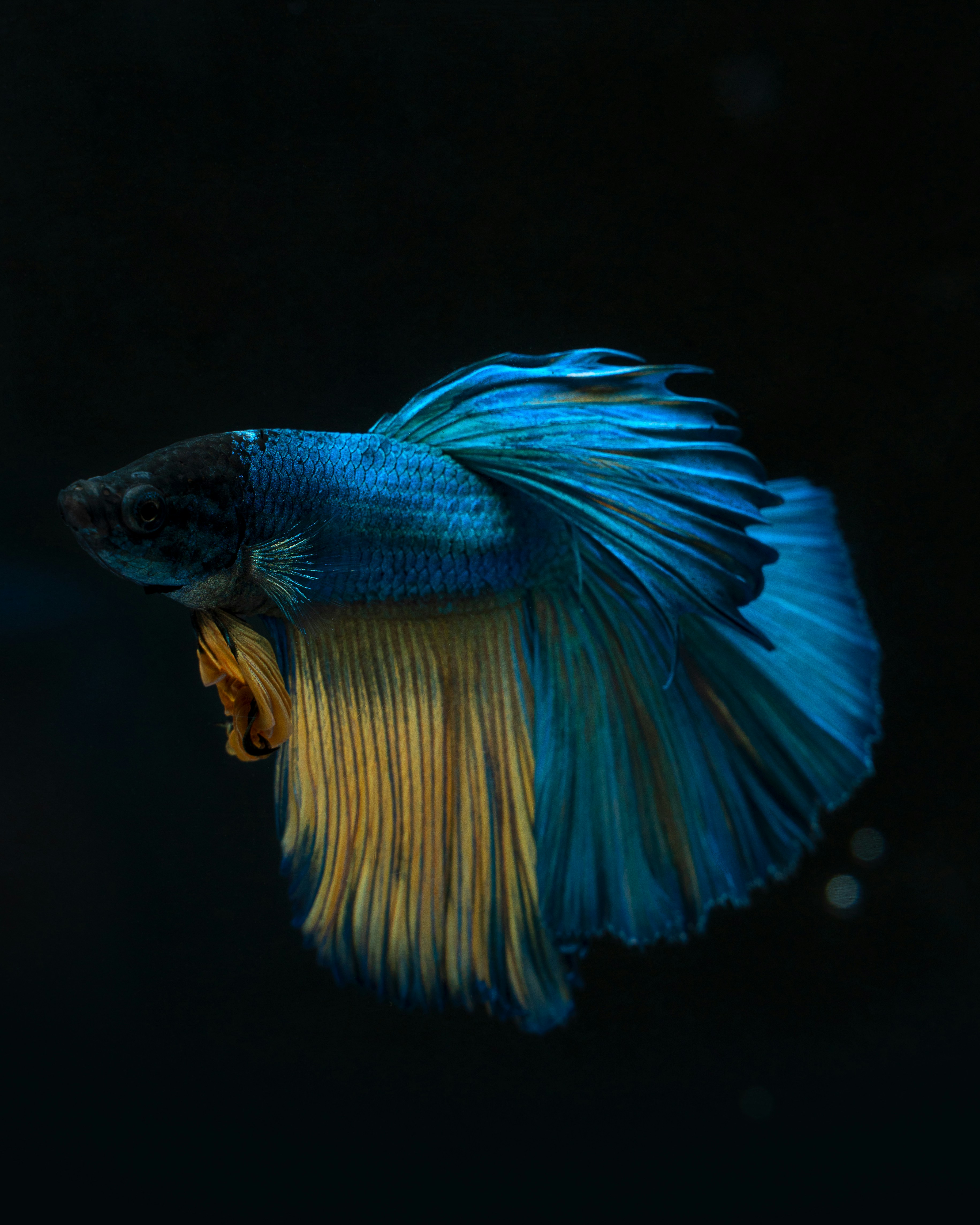 Photo by ashok_bravo