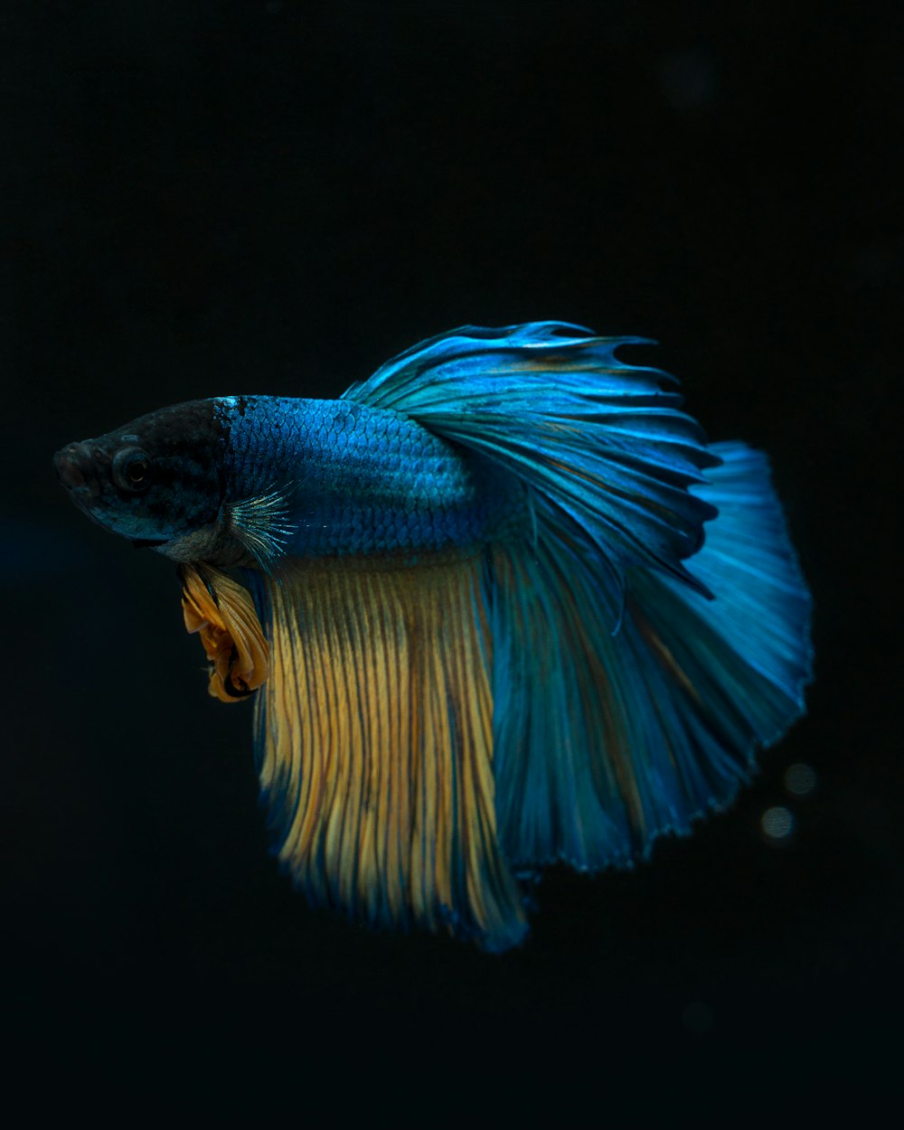 a blue and yellow fish with its mouth open