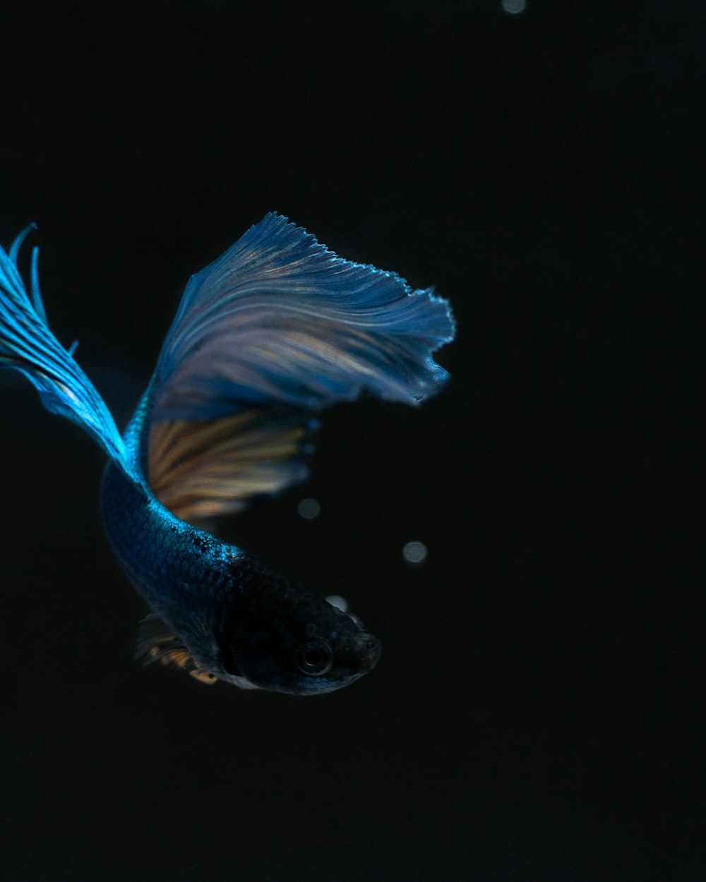 a blue and black fish in the dark water