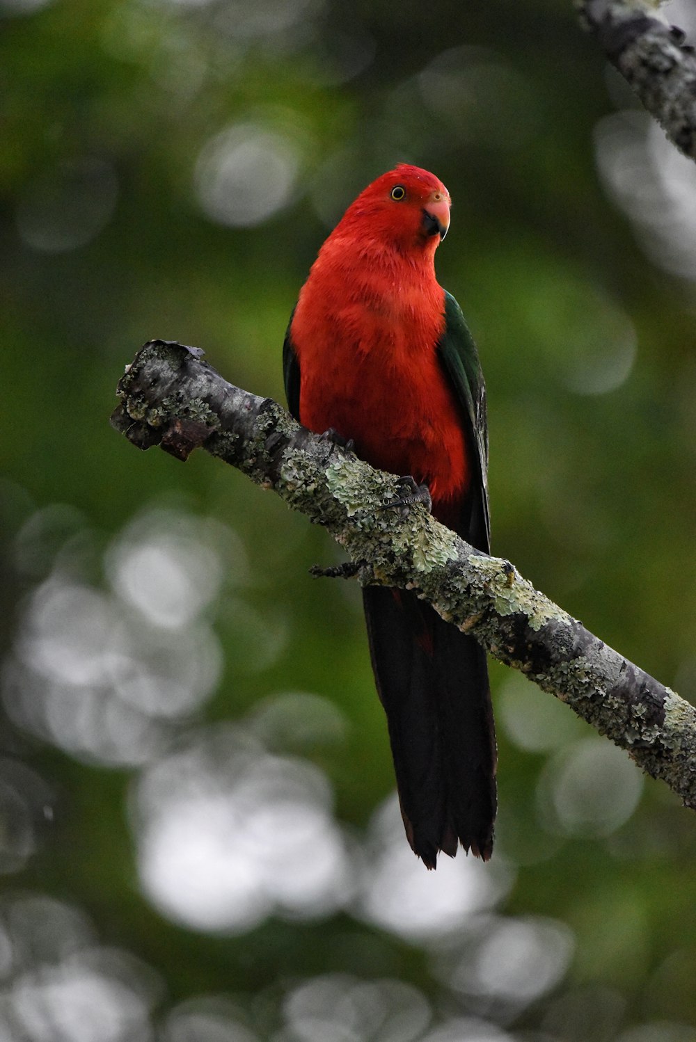 a red and black bird sitting on a tree branch