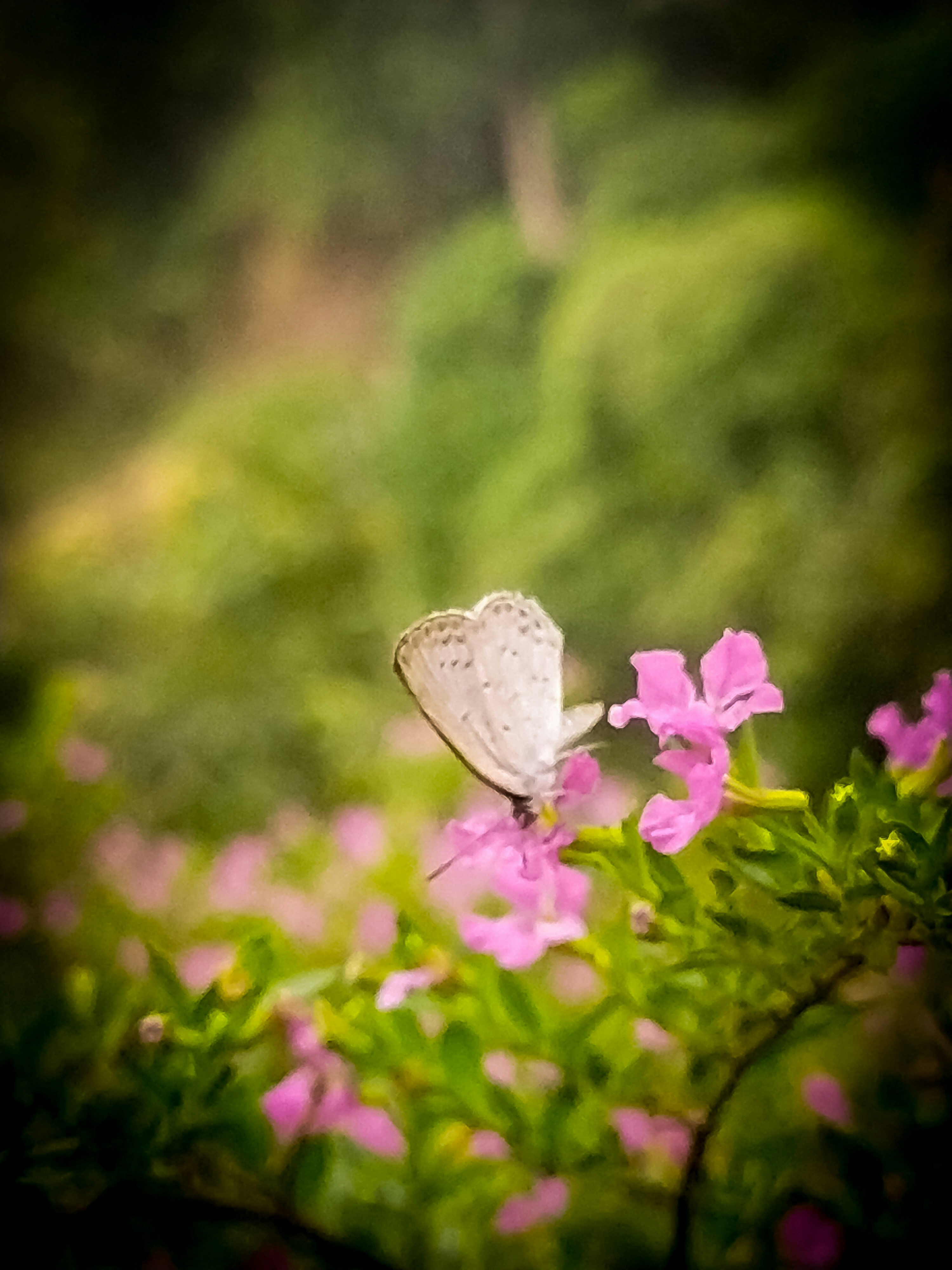 Photo by n43l_07