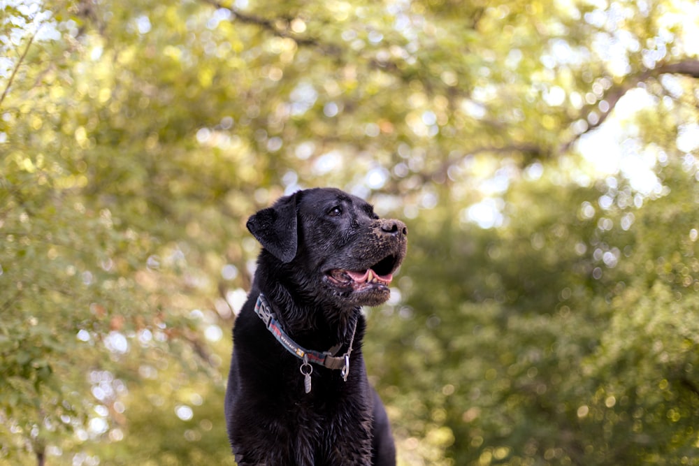 a black dog sitting in the grass with trees in the background