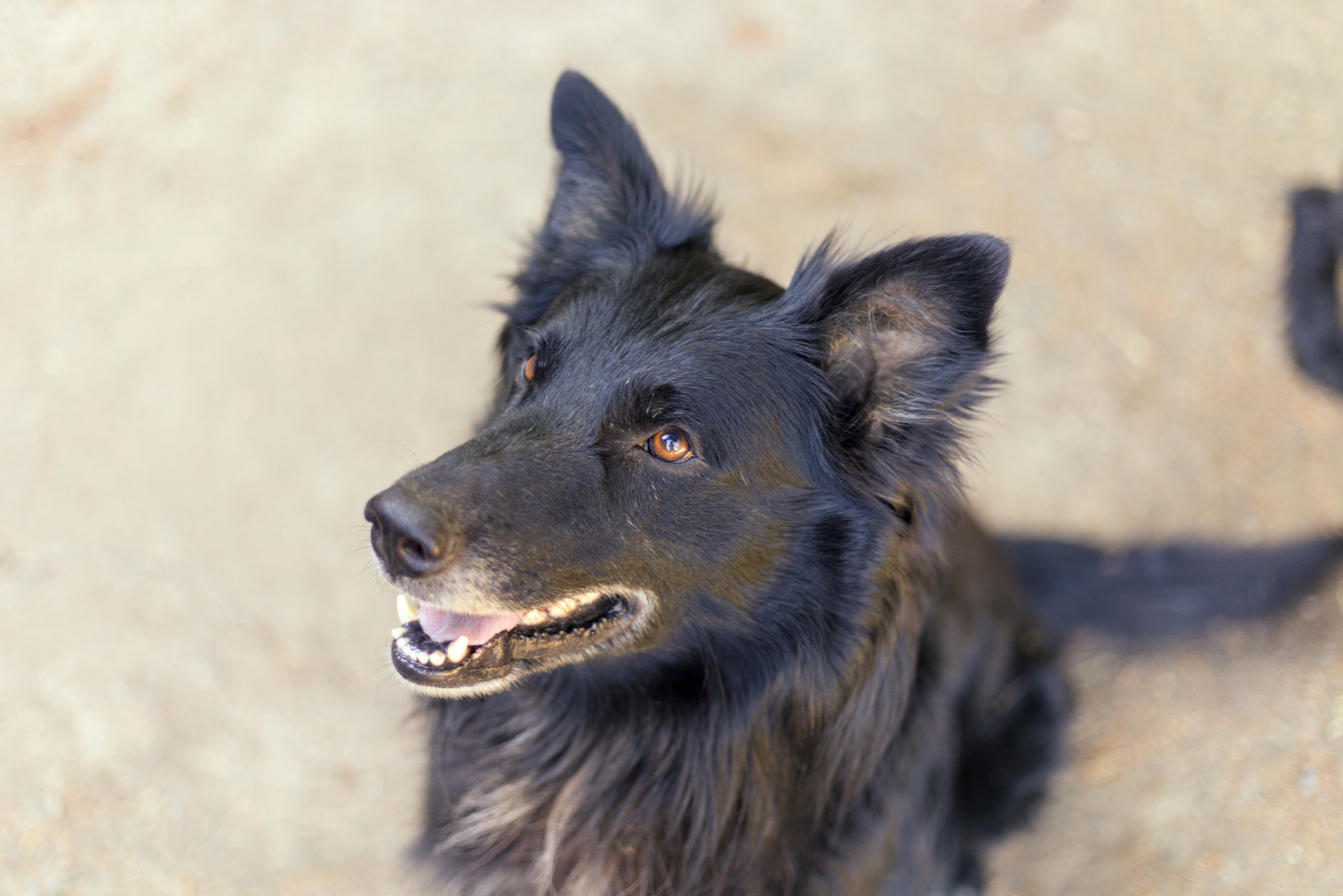 a close up of a dog on a dirt ground