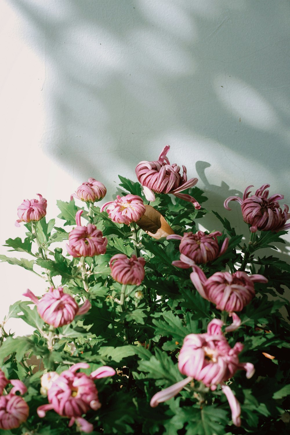 uma planta com flores cor-de-rosa e folhas verdes