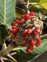 Close-up of vibrant green moringa seed pods on a branch.