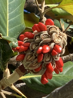 A close-up view of a plant branch with glossy green leaves and a cluster of bright red seed pods surrounded by fuzzy, beige coverings. The seed pods appear vibrant and striking against the darker background of the foliage.