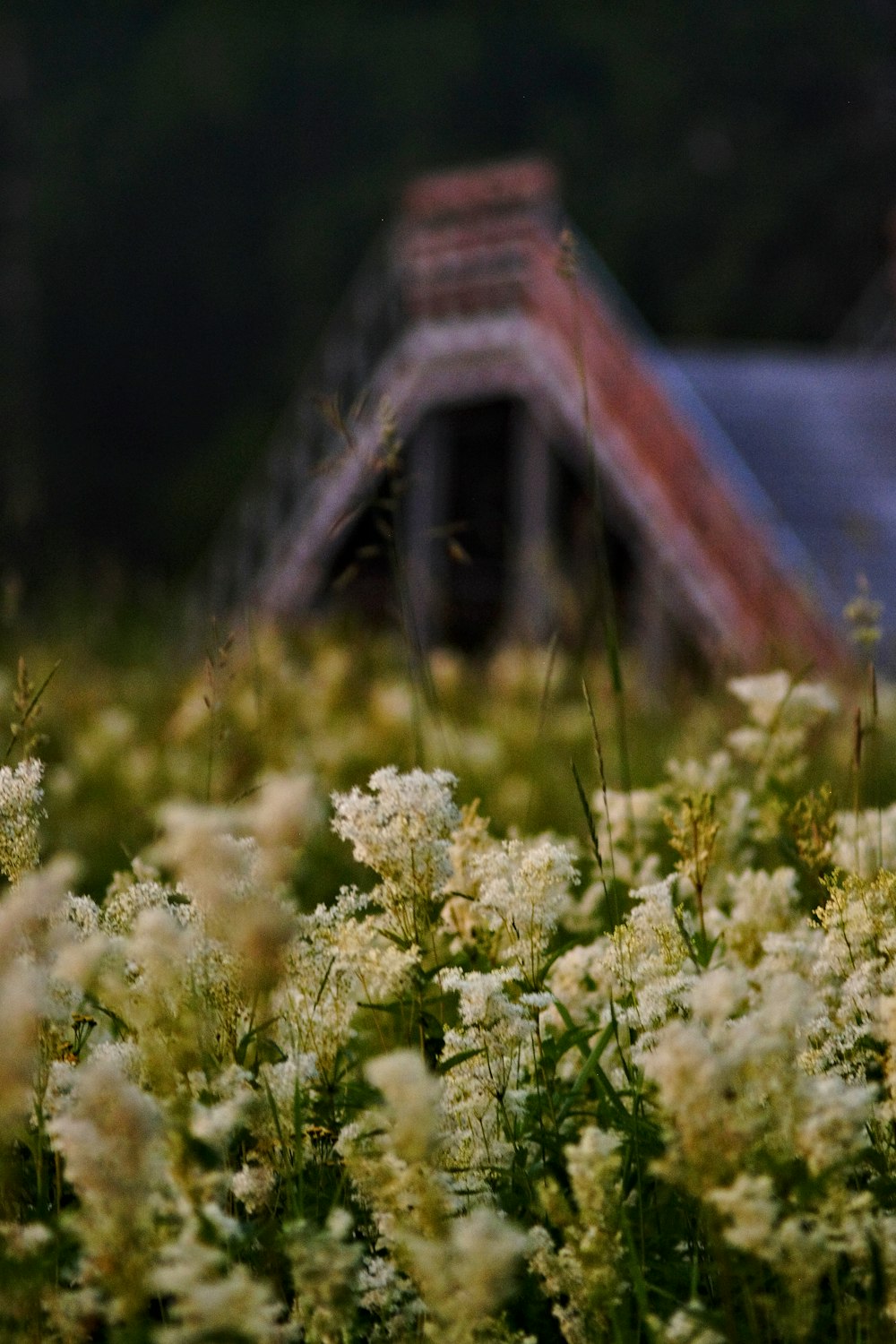 a bunch of flowers that are in the grass