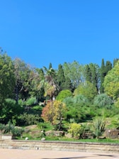 A vibrant display of various imported trees thriving in a lush garden setting.