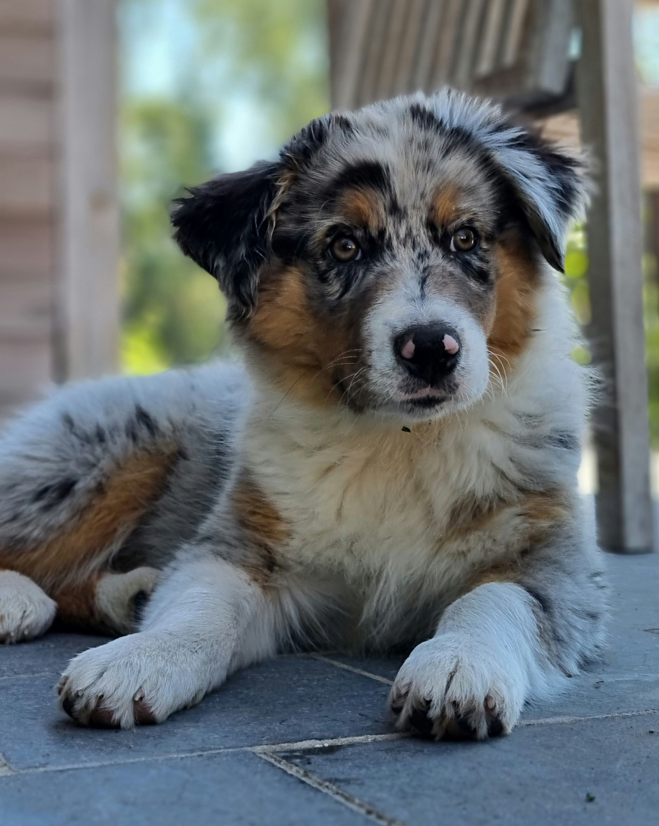 a dog laying on the ground next to a chair