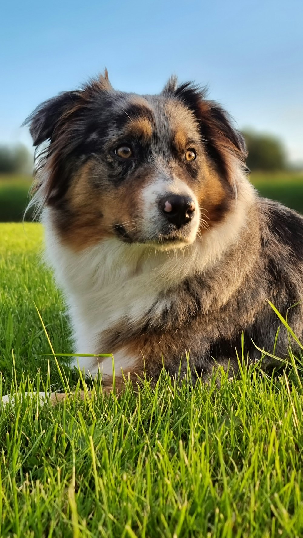 a dog laying in the grass looking at the camera
