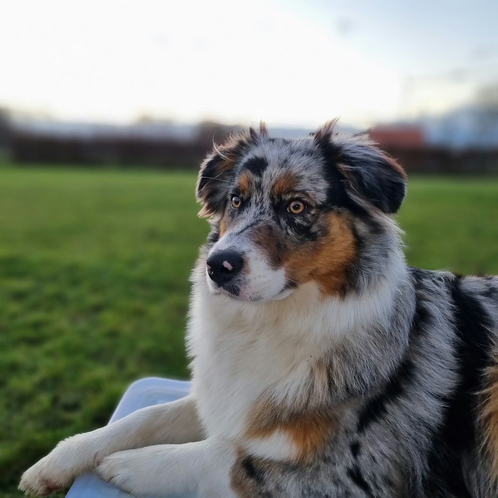 a dog is sitting on a blanket in the grass