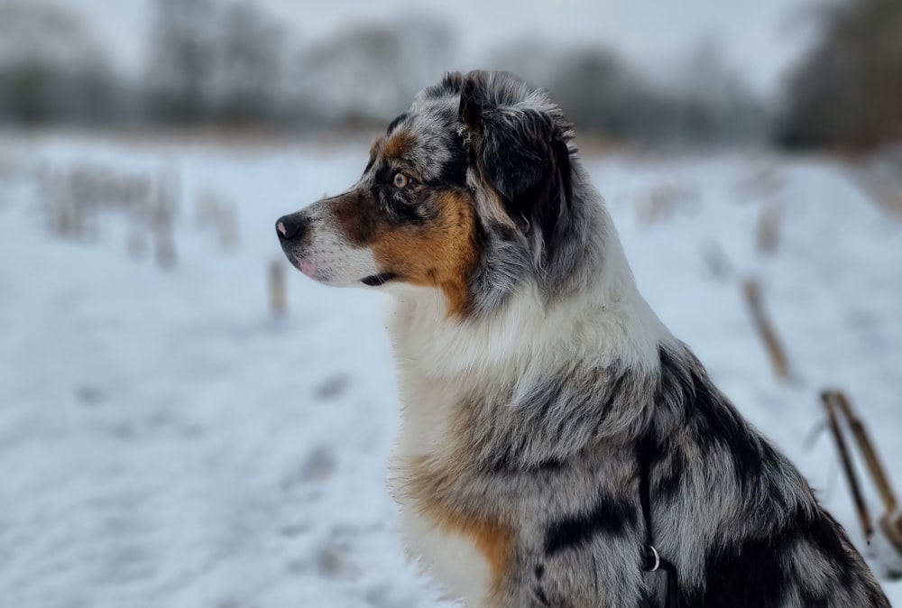 a dog that is sitting in the snow