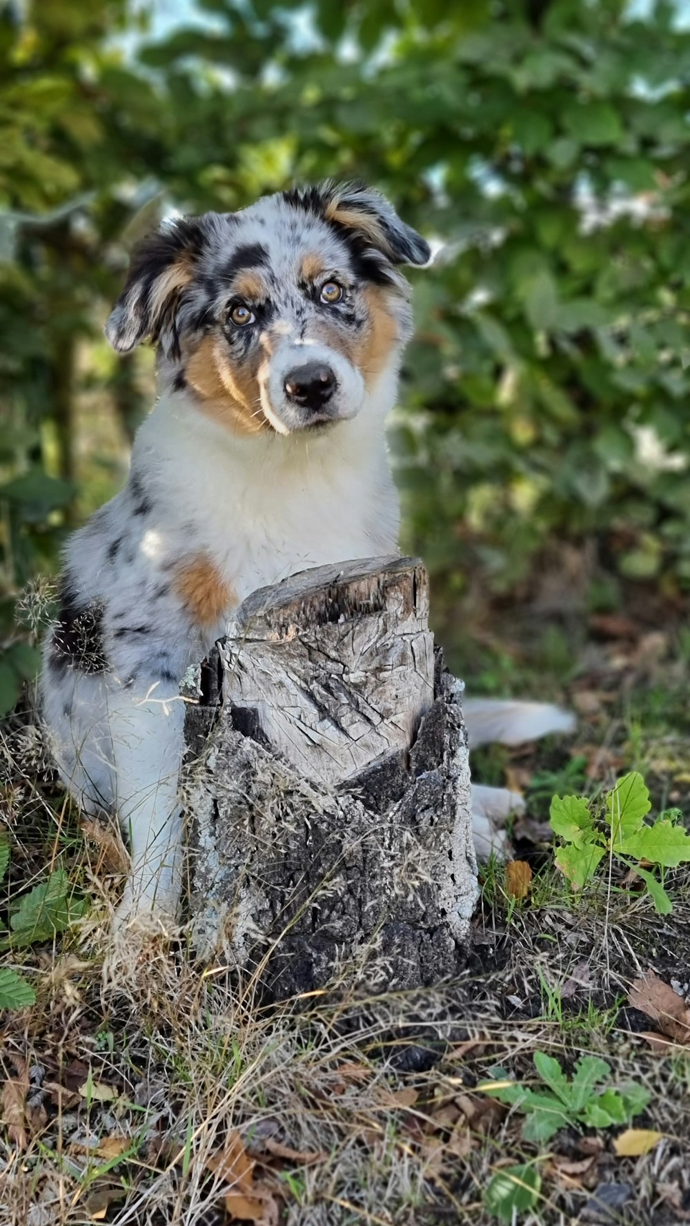 a dog sitting on top of a tree stump