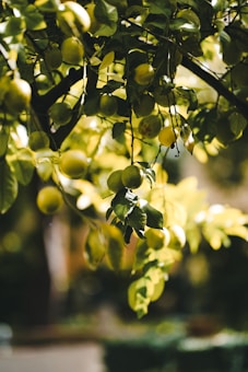 Lush green lemons hang from branches surrounded by dense, vibrant green leaves. Sunlight filters through the foliage, casting a warm, dappled light on the fruit and leaves, creating a serene and natural atmosphere.