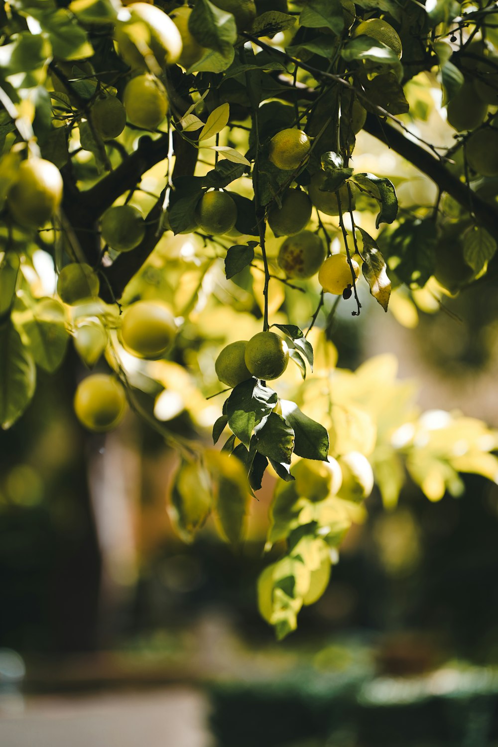 a bunch of green fruit hanging from a tree