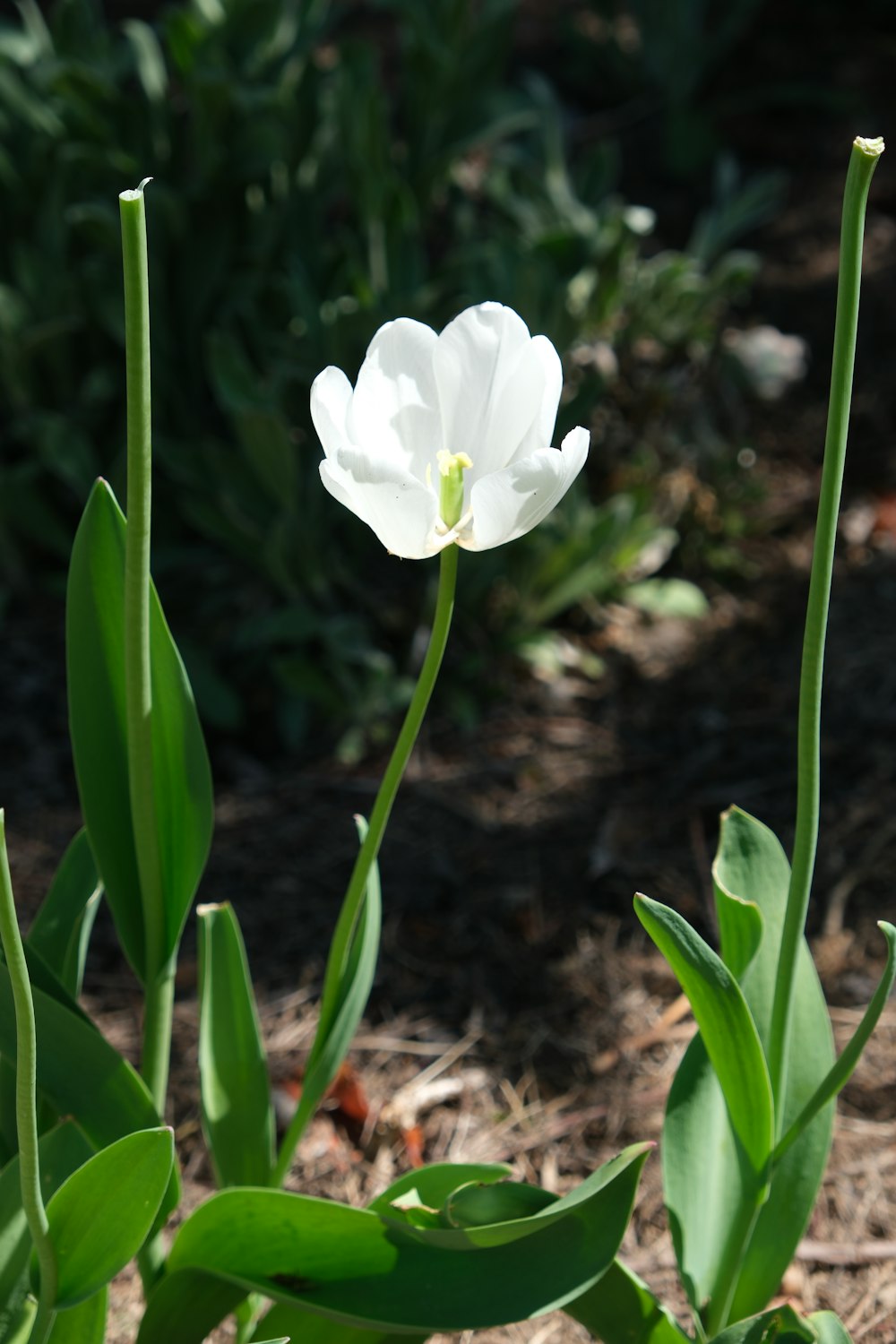 a close up of a white flower with green leaves