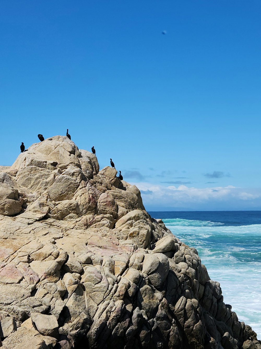 a flock of birds sitting on top of a large rock