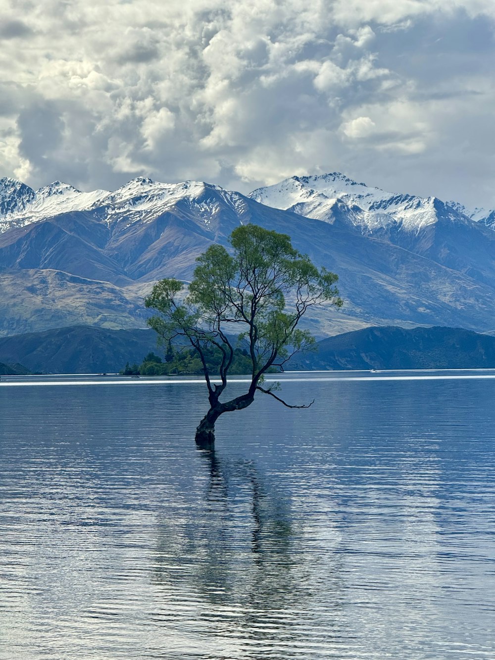 a lone tree in the middle of a lake with mountains in the background