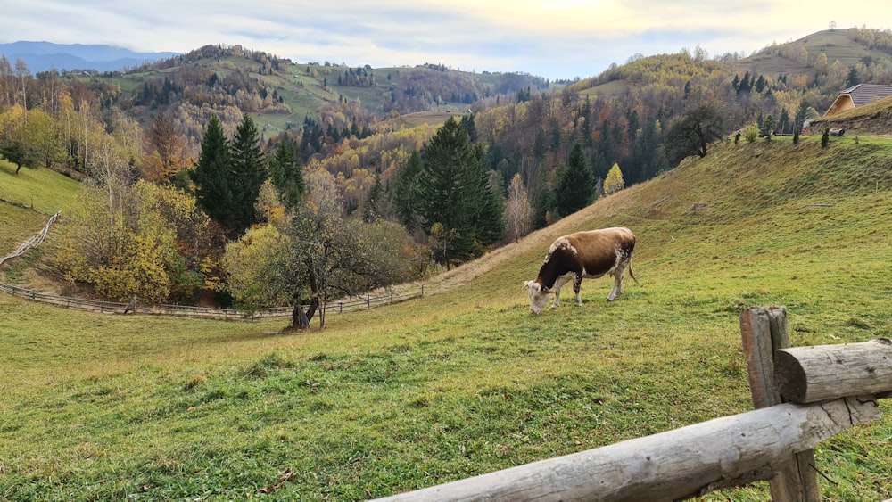 a cow grazing on a lush green hillside
