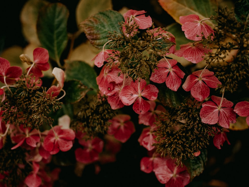 a bunch of red flowers with green leaves