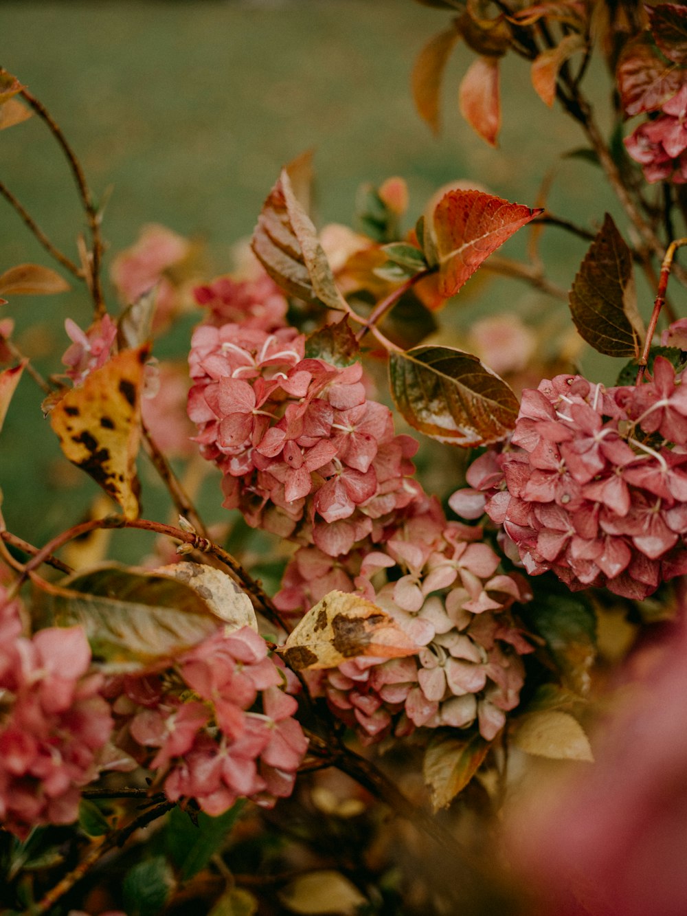 a bush of pink flowers with green leaves