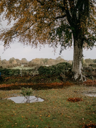 a person standing under a tree in a field