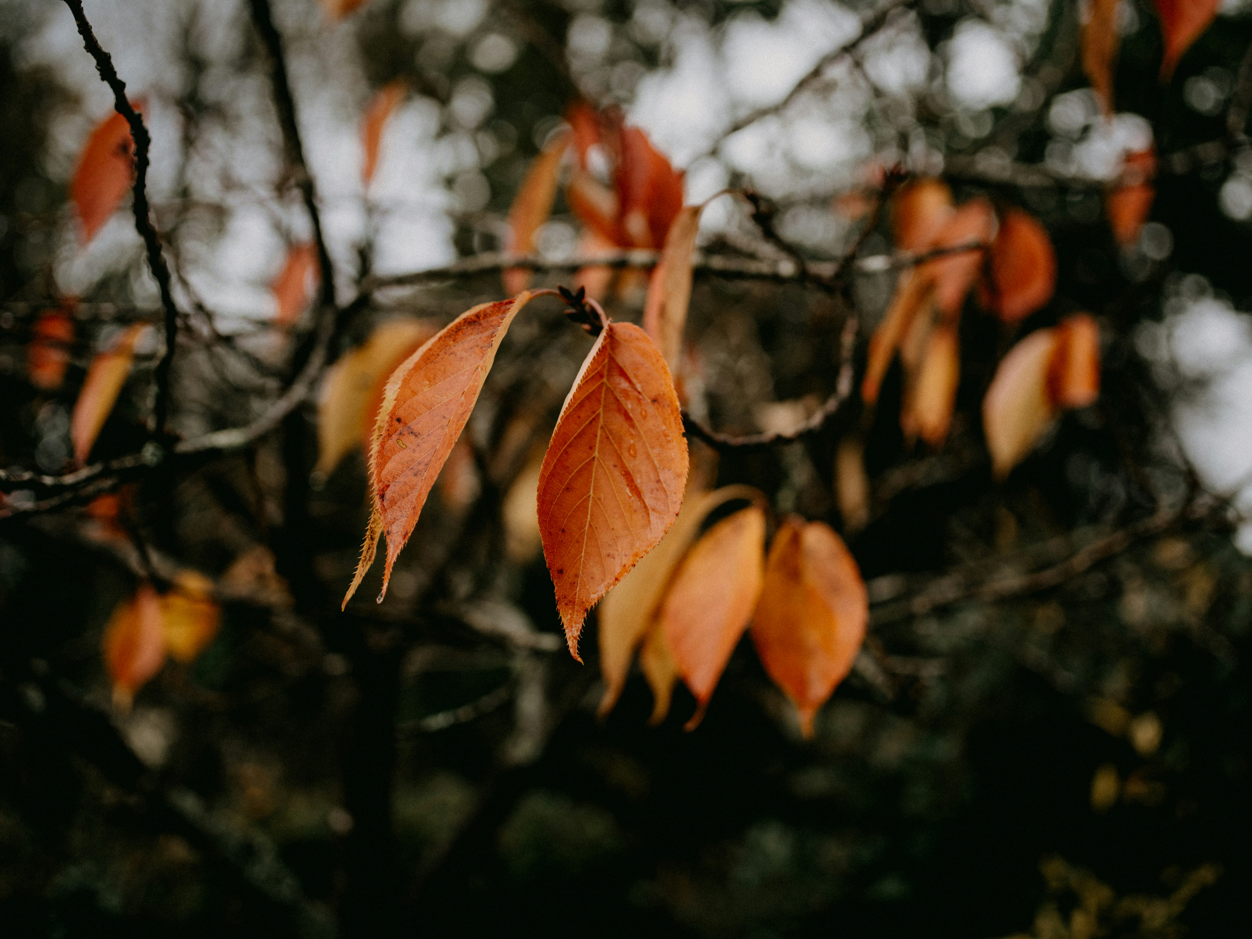 Photo by anniespratt