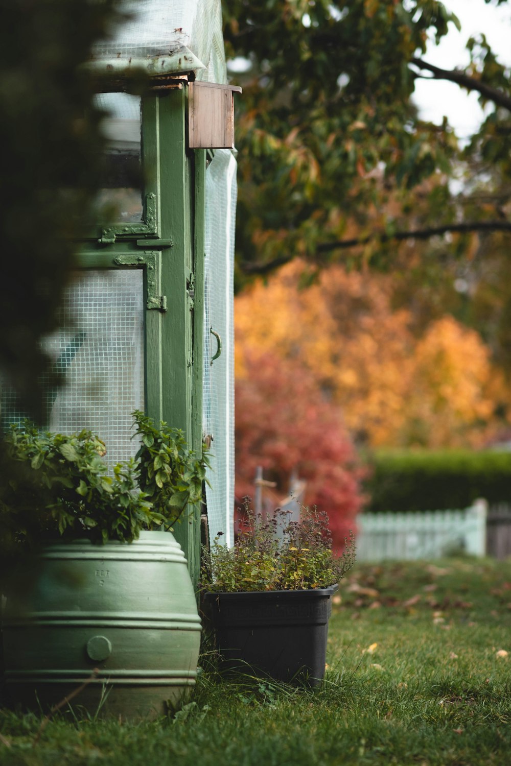 a potted plant sitting next to a green door