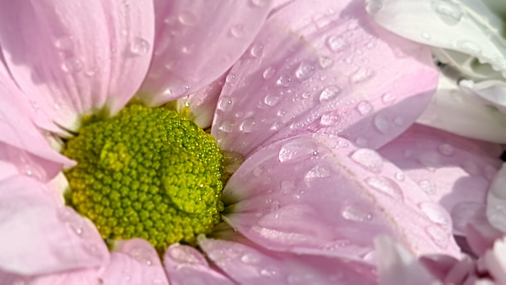 a close up of a pink flower with water droplets