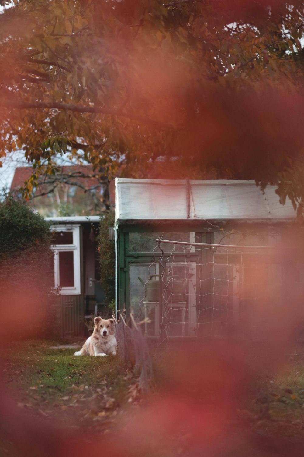 a dog laying on the ground in front of a house