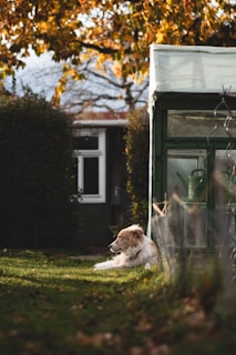 A fluffy dog is lying on the grass beside a greenhouse. The area is surrounded by green foliage and an overhanging tree with leaves turning autumn colors. The sunlight casts a gentle glow, creating a serene and peaceful atmosphere.