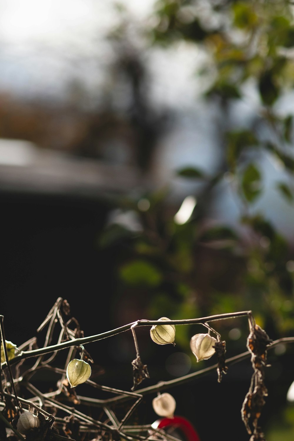 a close up of a plant with white flowers