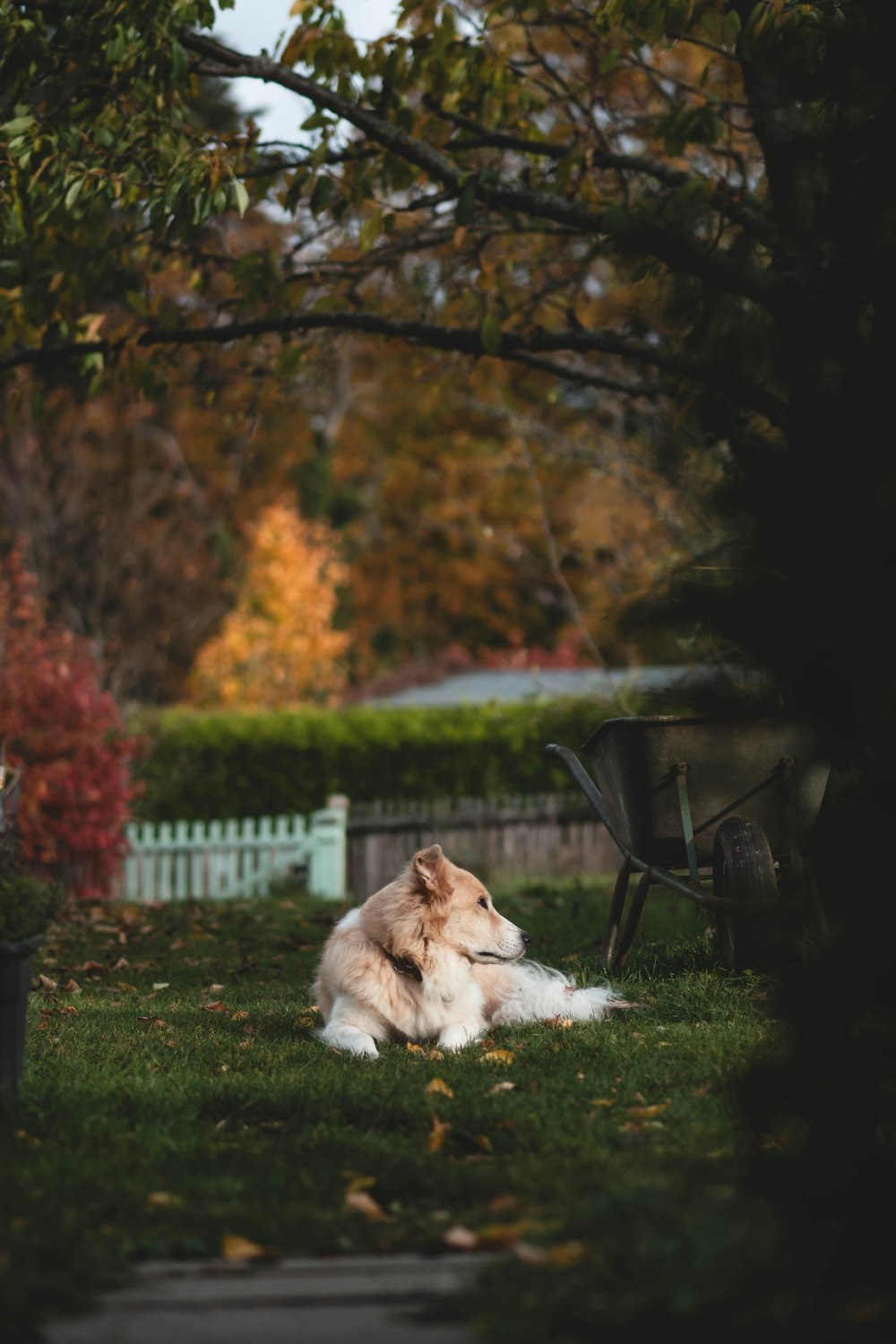 un chien couché dans l’herbe à côté d’un banc de parc