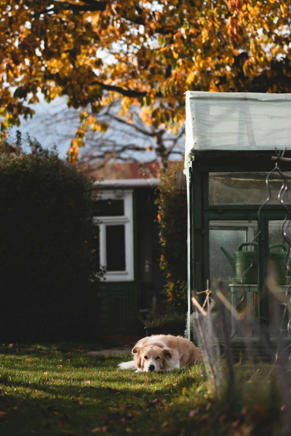 a dog laying in the grass in front of a building