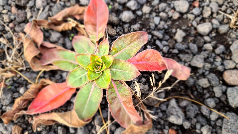 a small green and red plant on the ground