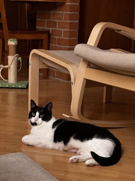 A black and white cat lies comfortably on a wooden floor next to a beige cushioned chair. In the background, there is a wall with red bricks and a small dining table. A scratching post is positioned near the furniture, adding to the cozy and domestic atmosphere.
