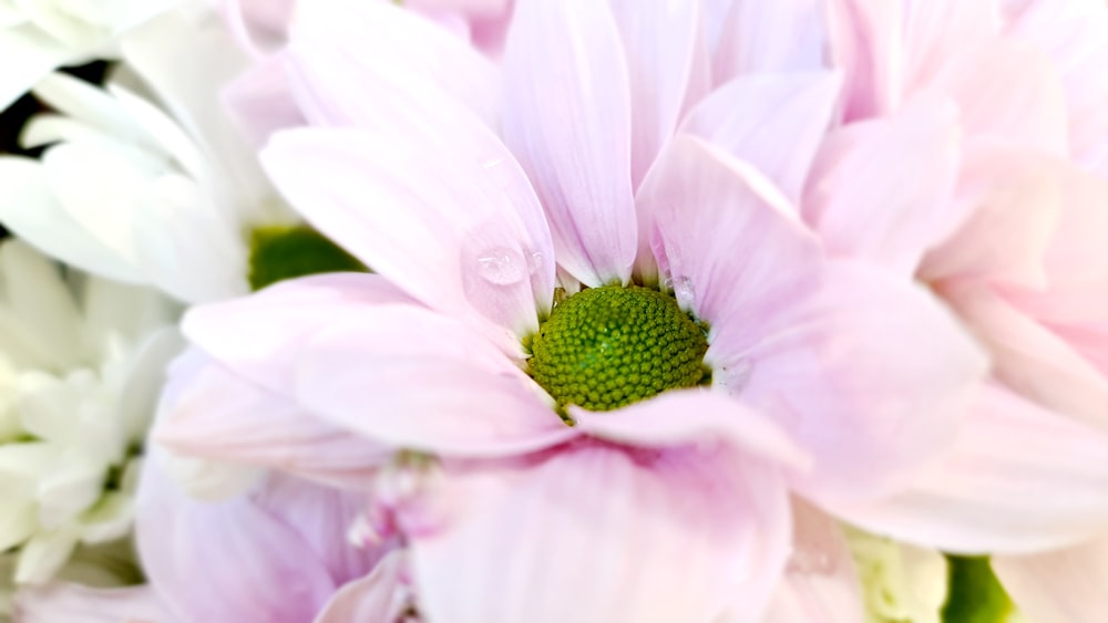 a close up of a pink and white flower